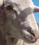 image of animal