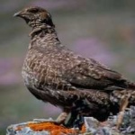 image of bird