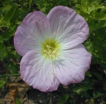 image of flower