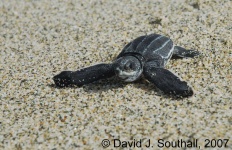 image of leatherback_turtle