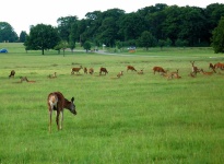 image of animal