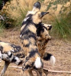 image of african_hunting_dog