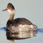 image of bird