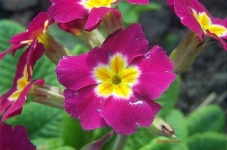 image of flower