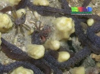 image of sea_cucumber