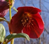 image of flower