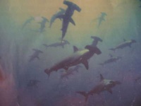 image of hammerhead
