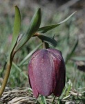 image of flower