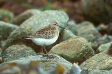 image of animal