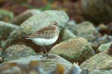 image of sandpiper #28