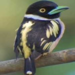 image of bird