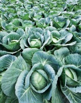 image of cabbage #6