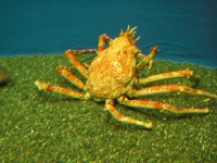 image of animal