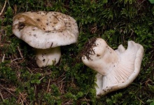 image of mushrooms
