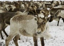image of reindeer #0