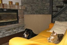 image of greater_swiss_mountain_dog