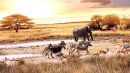 image of savanna