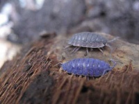 image of isopod