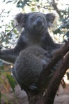 image of koala