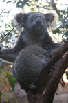 image of koala #2