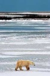 image of ice_bear