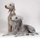 image of bedlington_terrier