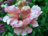 image of flower