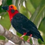 image of bird