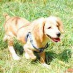 image of sussex_spaniel #2