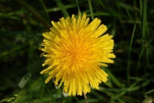 image of flower