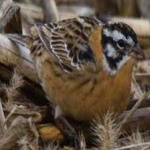 image of smiths_longspur #16