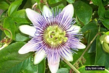 image of flower