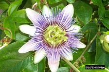 image of passion_flower #6