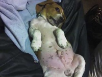 image of basset