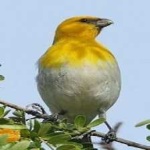 image of bird