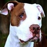 image of animal