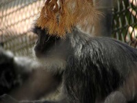 image of langur