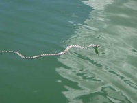 image of water_snake