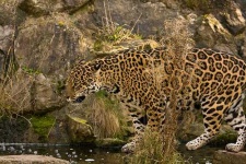 image of jaguar_car