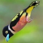 image of bird