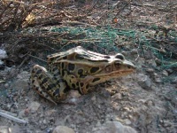 image of tailed_frog