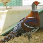image of bird
