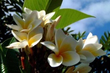 image of flower