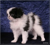 image of japanese_spaniel #3