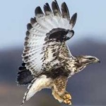 image of bird