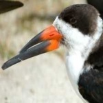 image of bird