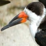 image of black_skimmer #24