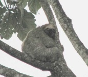 image of three_toed_sloth