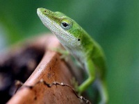 image of american_chameleon #1