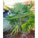 image of palm_tree #28